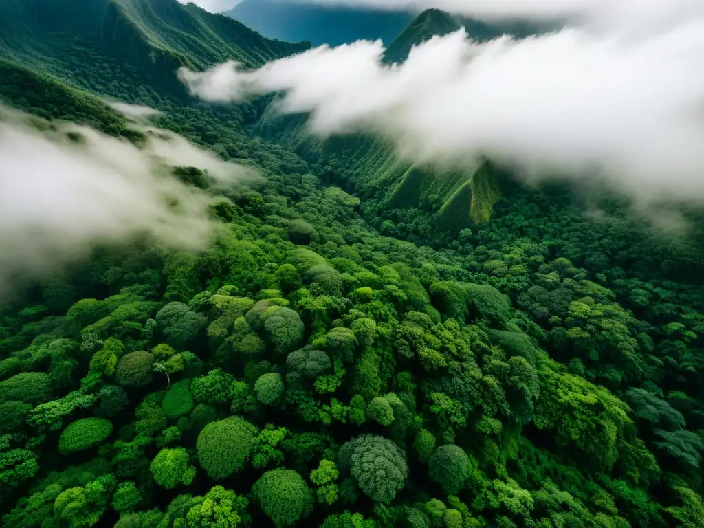 Una mágica fotografía aérea de un exuberante bosque nublado en las montañas