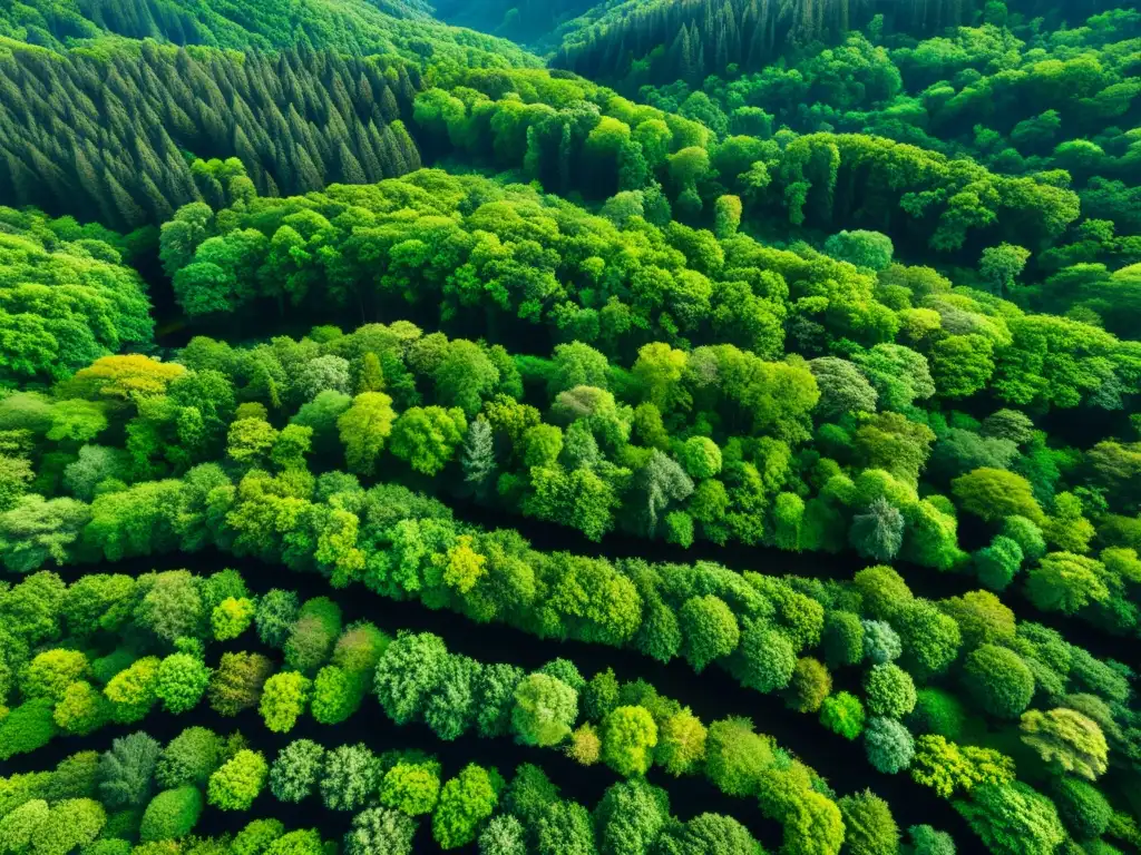 Un bosque exuberante con diversidad de árboles y luz solar