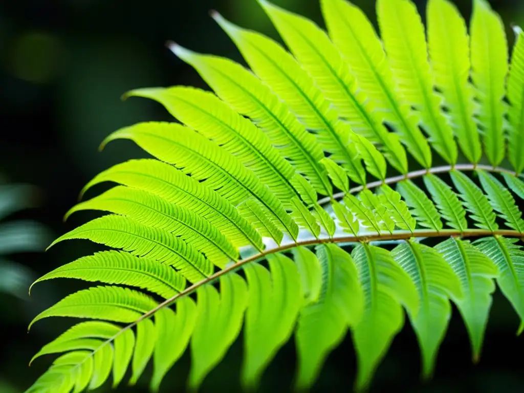 Diversidad de helechos en ecosistema selvático: un helecho verde vibrante desplegándose en la selva tropical, con patrones intrincados y luz dappled