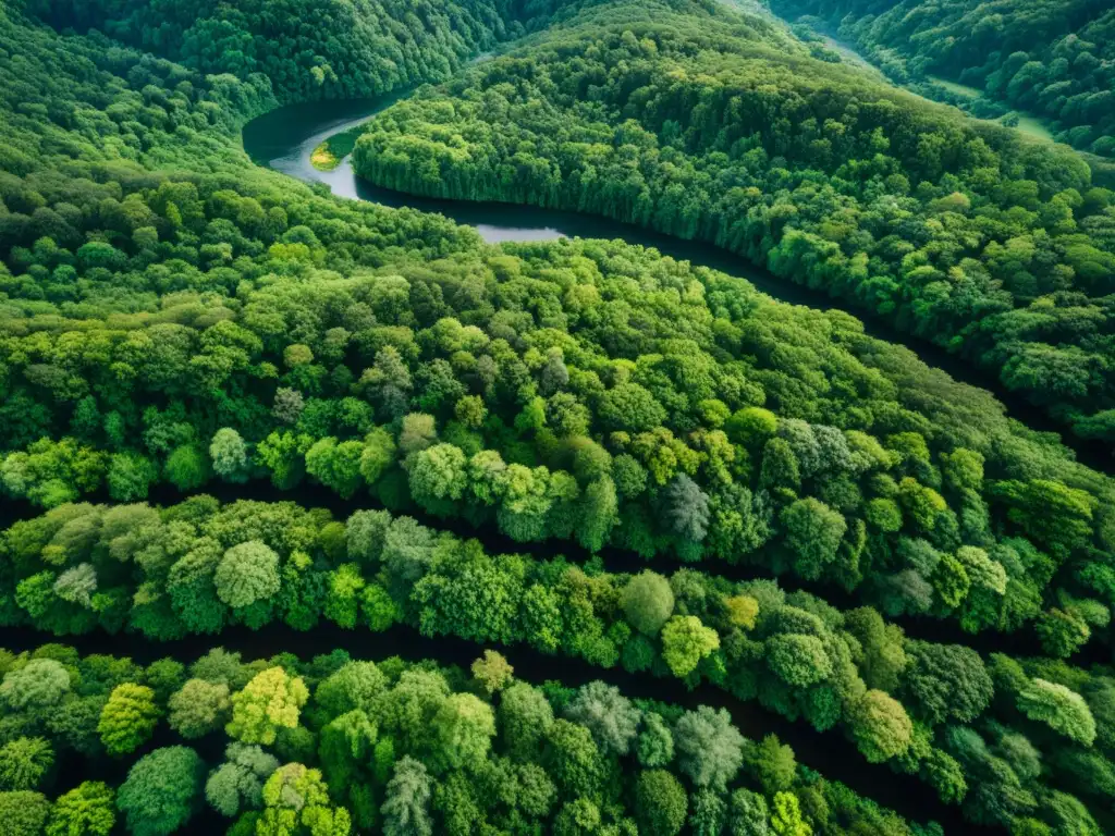 Exploración ecosistemas bosques primarios: Fotografía aérea de un exuberante bosque primario, con densa vegetación y ríos serpenteantes