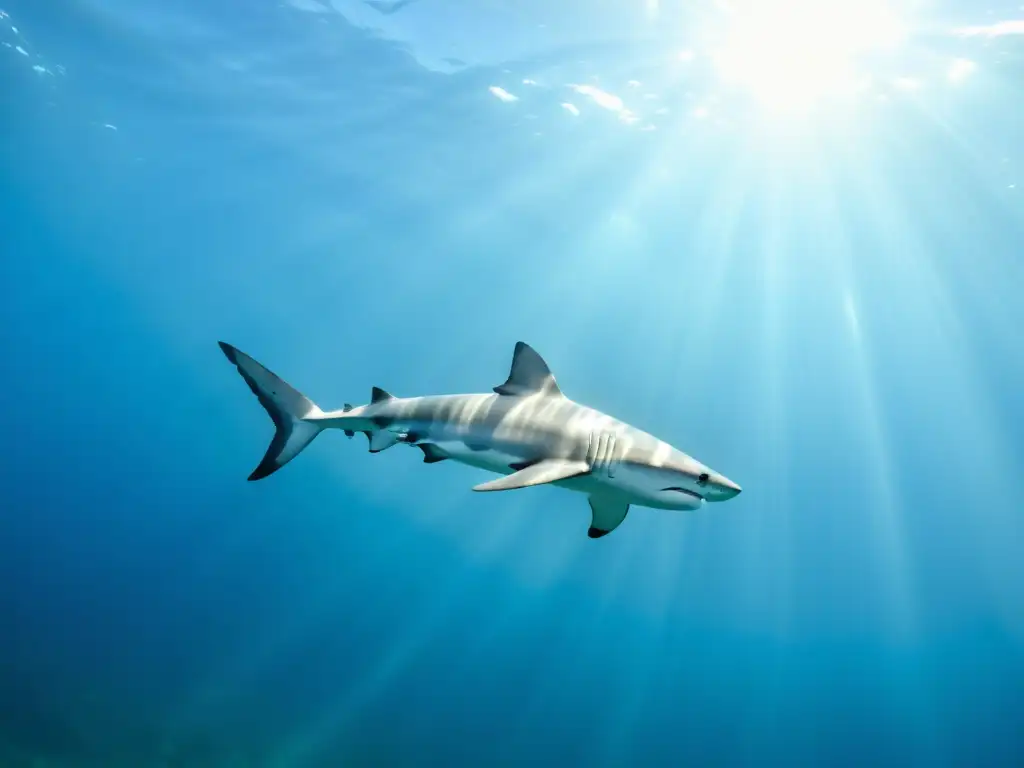 Un grupo de tiburones poderosos surcando las aguas cristalinas, destacando la importancia de los tiburones en ecosistemas marinos