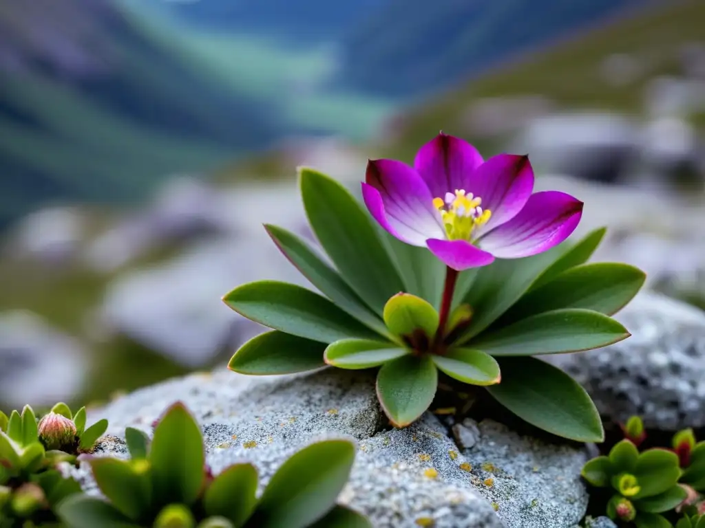 Una hermosa planta alpina morada destaca entre las rocas en un ecosistema extremo de alta montaña