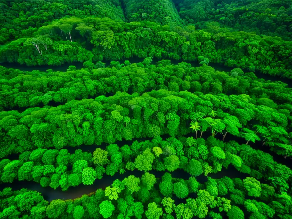 Imagen aérea de la exuberante selva de Daintree en Australia, con un juego hipnotizante de luz y sombra