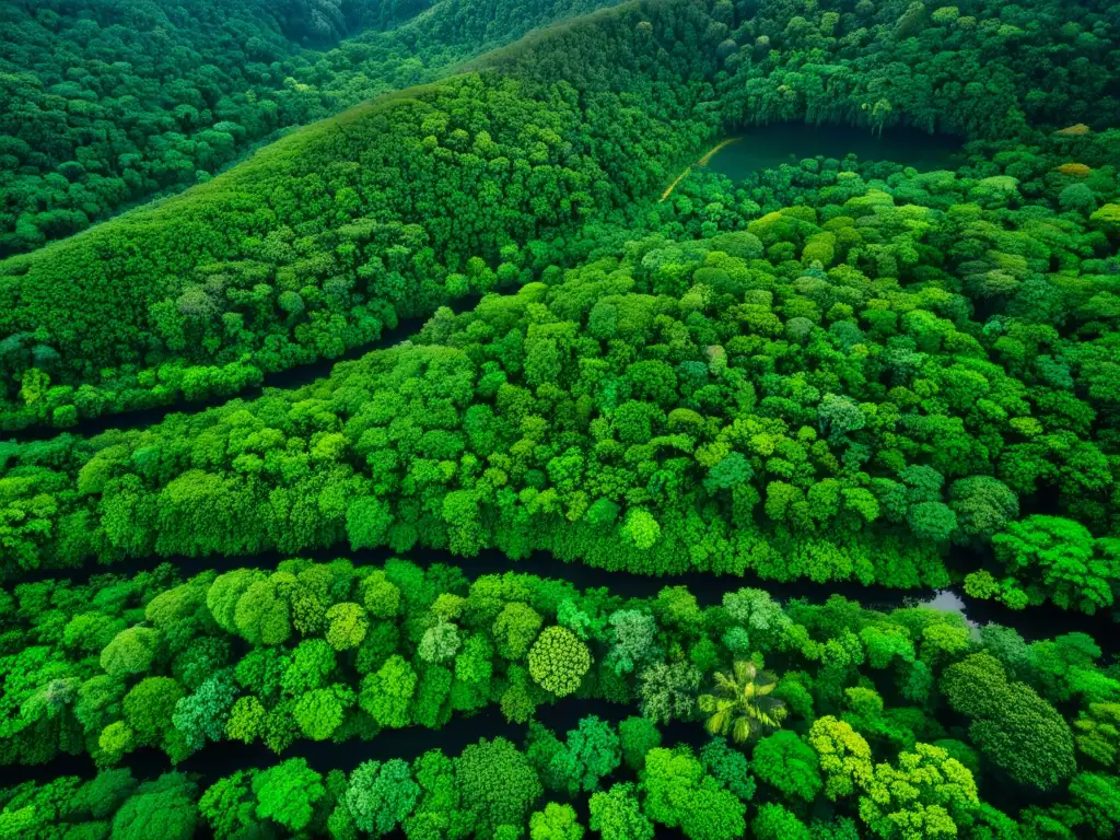 Imagen aérea de exuberante selva lluviosa con diversa fauna y flora, destacando la conservación de especies endémicas y el cambio climático