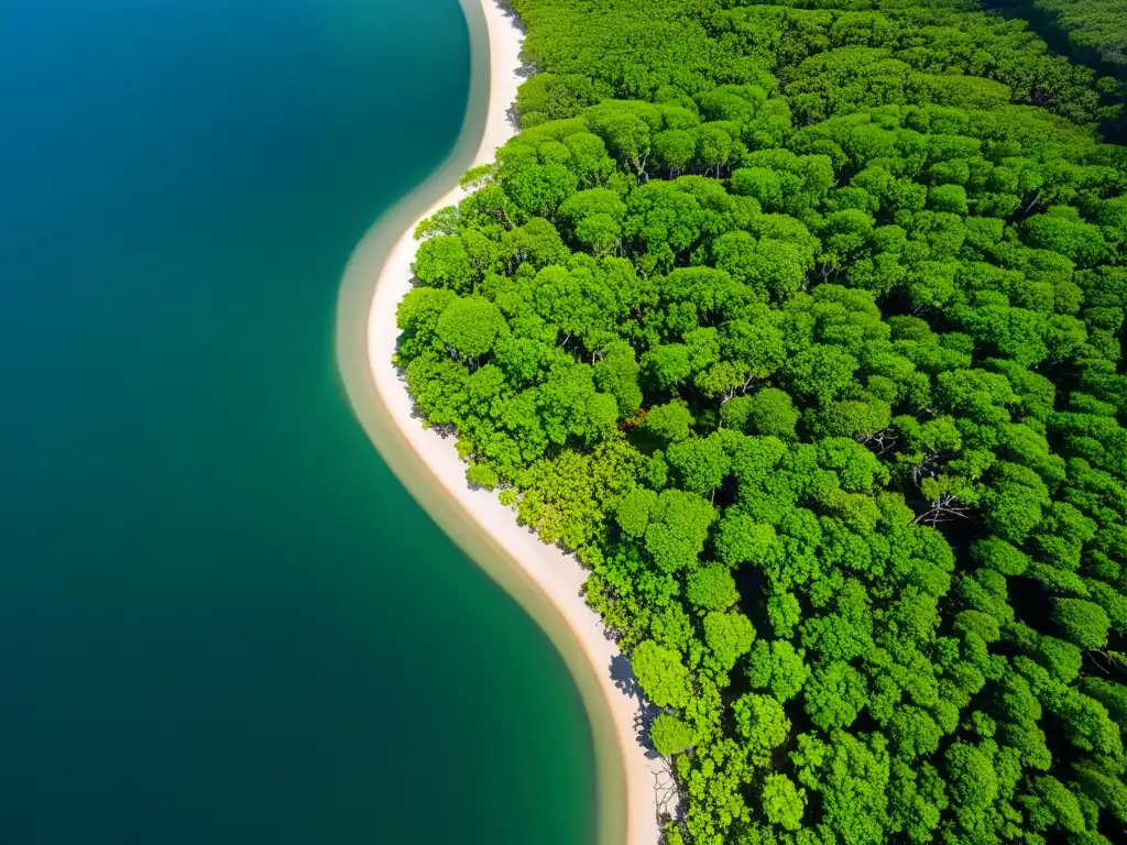 Imagen aérea de manglares vibrantes, con intrincadas raíces y exuberante follaje verde