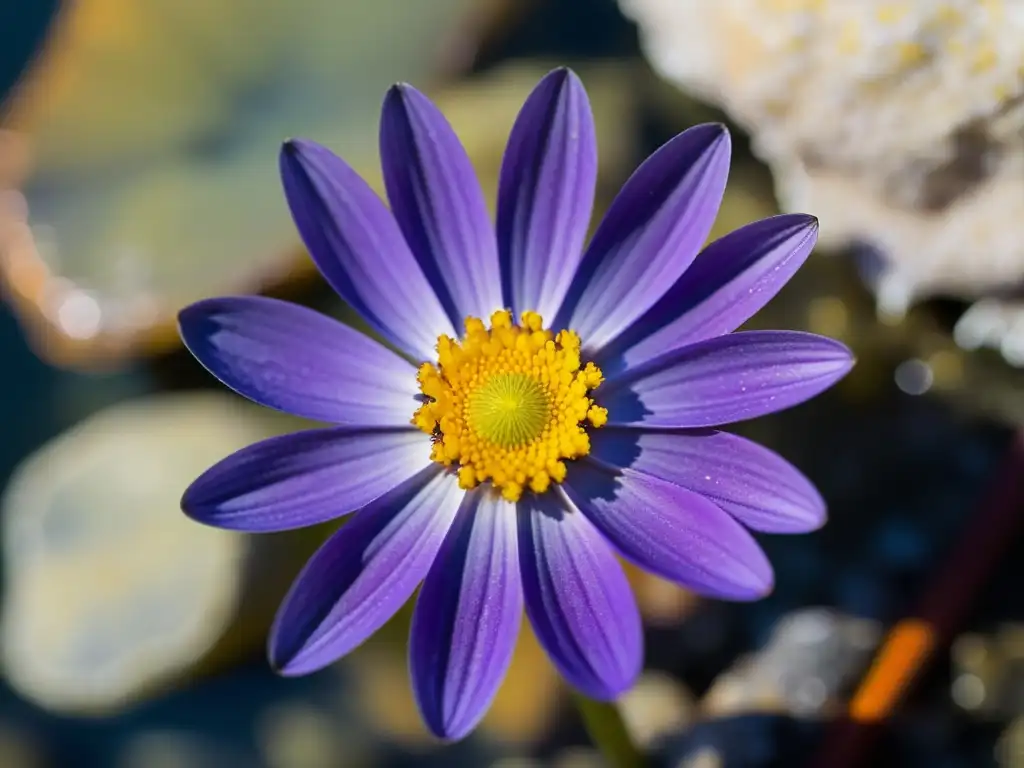 Imagen detallada de una delicada flor marina (Asterina pancerii) en el Mediterráneo, con peces damisela nadando