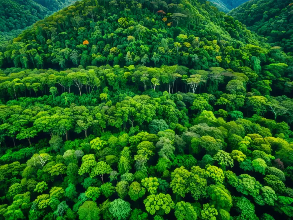 Imagen de un exuberante y biodiverso bosque lluvioso con luz solar filtrándose a través del dosel, mostrando la belleza del ecosistema