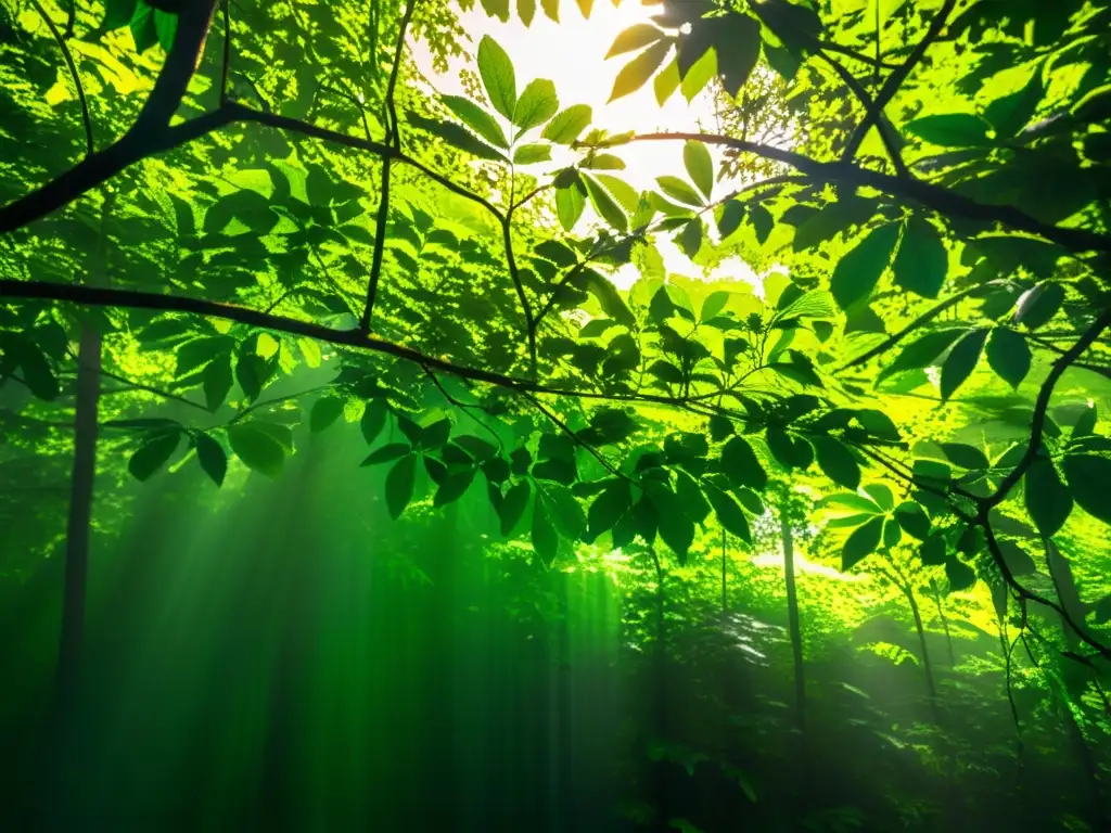 Imagen de un exuberante bosque verde con luz solar filtrándose a través del dosel, destacando la biodiversidad y la belleza natural