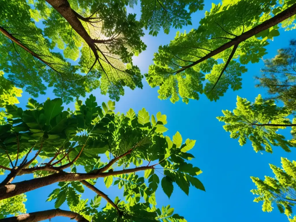 Imagen de un exuberante bosque verde con árboles altos, cielo azul y luz solar entre las hojas