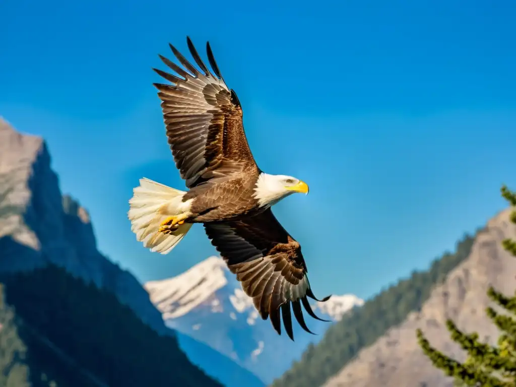 Un majestuoso águila calva planea en el cielo, fotografiar aves en vuelo