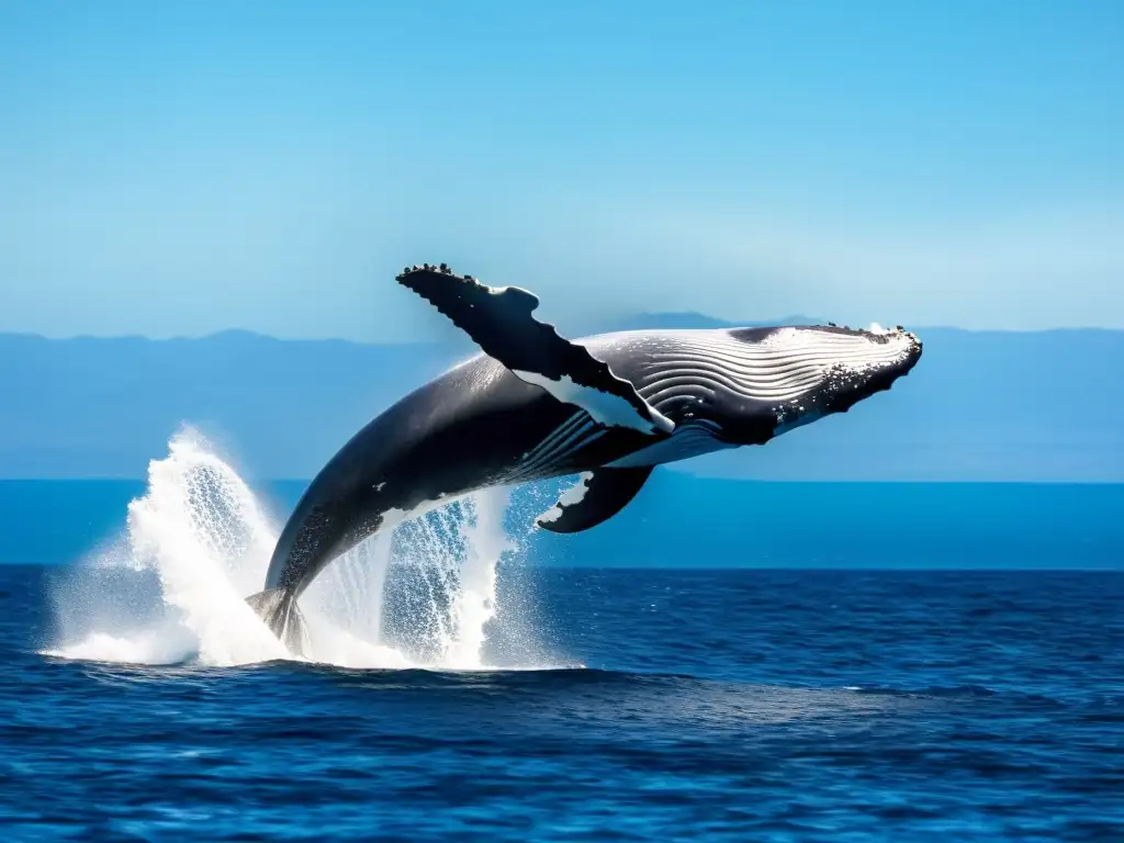 Una manada de majestuosas ballenas jorobadas emerge graciosamente en el océano, resplandeciendo bajo el sol mientras navegan la inmensidad azul