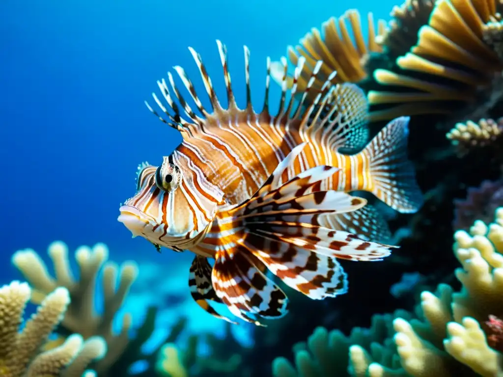 Un pez león nada entre los arrecifes de coral, sus rayas rojas y blancas destacan en el fondo azul del océano