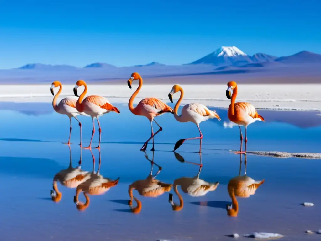 Biodiversidad en el Salar de Uyuni: Flamencos rosados caminan en aguas reflectantes, con majestuosas montañas al fondo