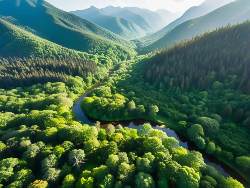 Vista aérea detallada de un exuberante bosque con arroyos y montañas