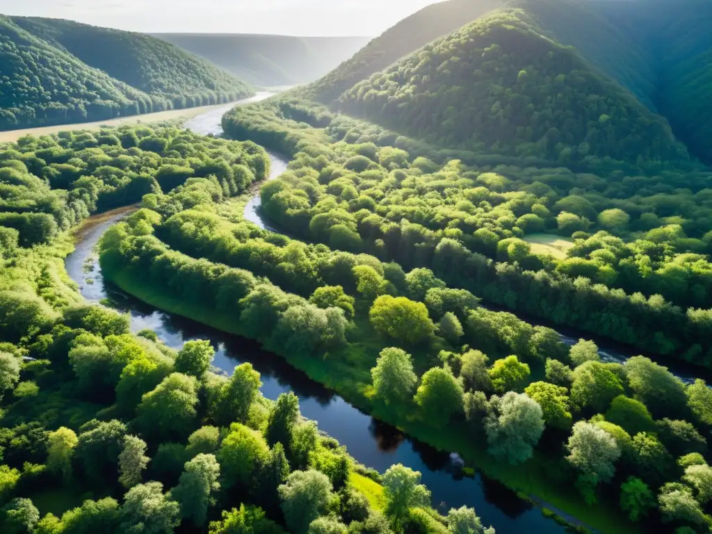 Vista aérea de un exuberante bosque con un río serpenteante