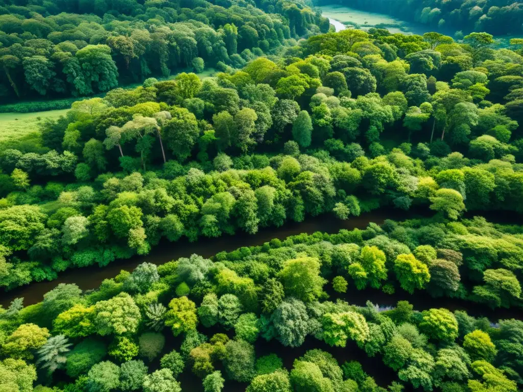 Vista aérea de un exuberante bosque verde con río, reflejando la importancia de la inversión sostenible en bonos verdes