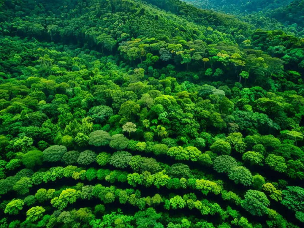 Vista aérea de un exuberante y próspero bosque lluvioso, con un dosel diverso de vegetación verde que se extiende hasta donde alcanza la vista