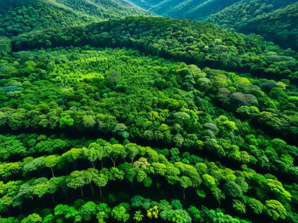 Vista aérea de exuberante selva tropical con diversidad de árboles, follaje vibrante y una rica variedad de vida vegetal