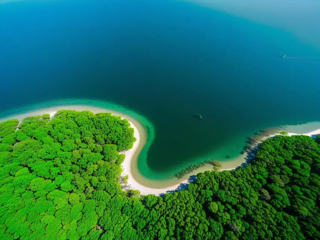 Vista aérea impresionante de un bosque de manglares costeros, con sistemas de raíces entrelazados y agua cristalina