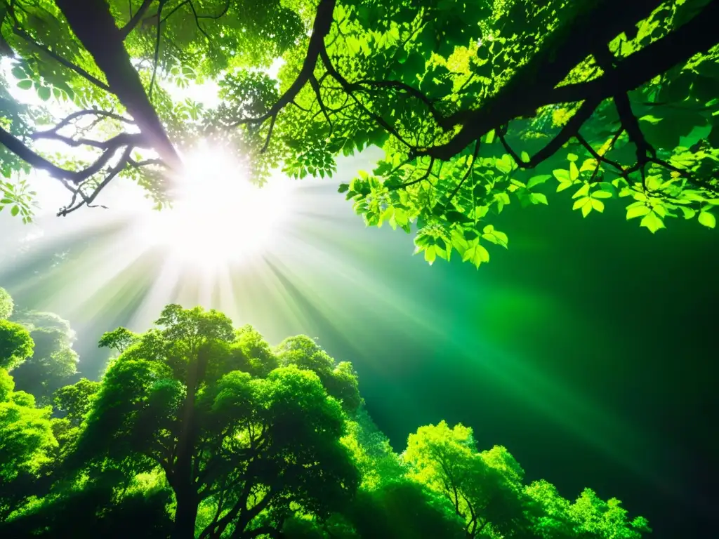 Vista detallada del dosel del bosque con luz solar filtrándose a través de las hojas verdes